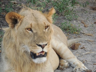 Lion